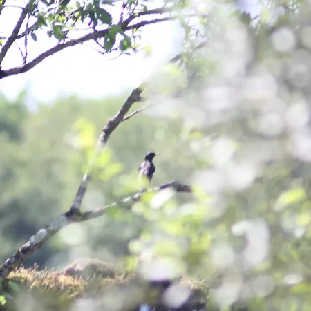 Les Lilas Апартаменты Saint-Savinien